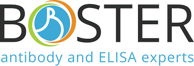 MONOCLONAL ANTI-CDK4